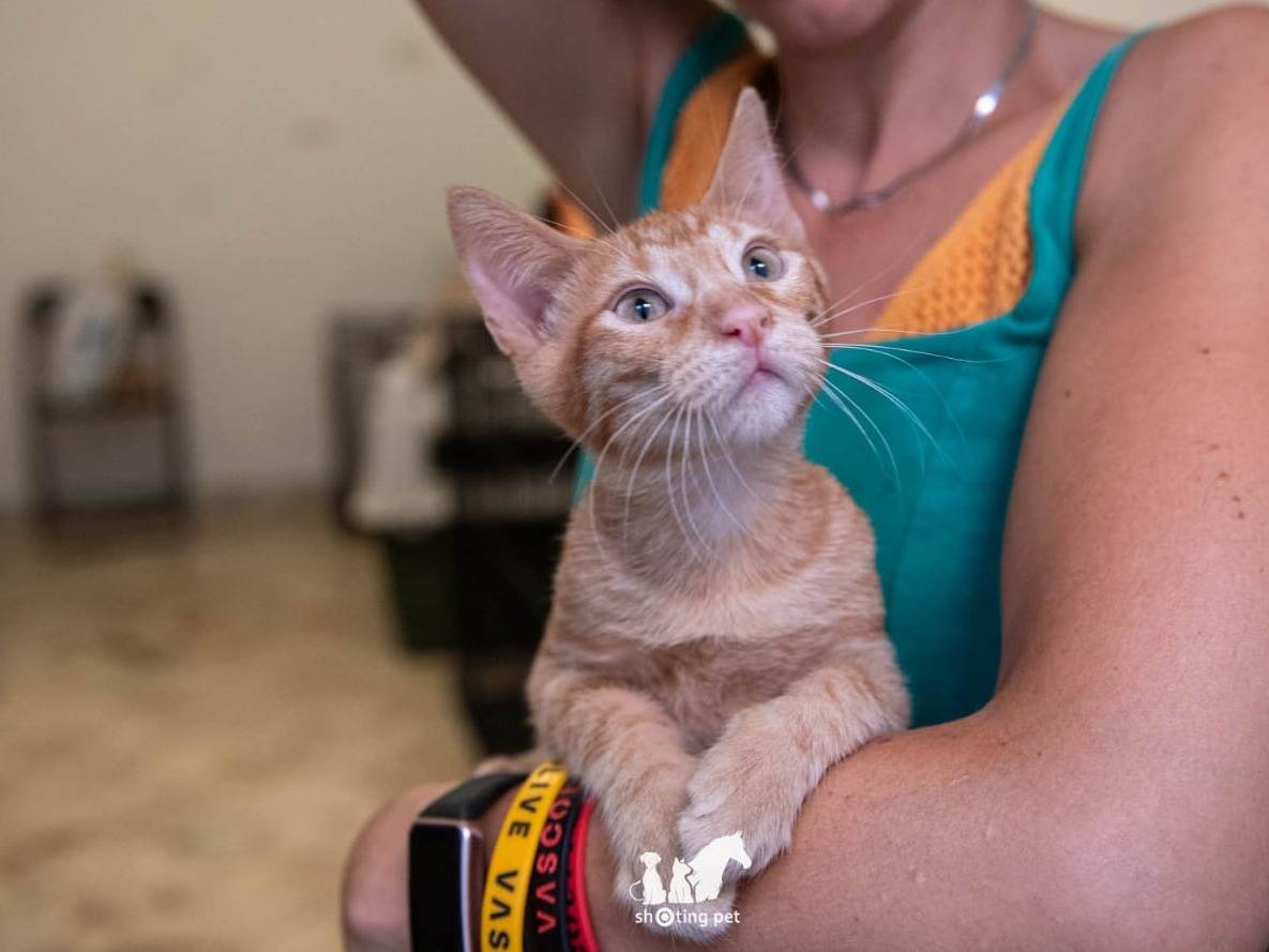 Adotta un gatto, taglia non valida, maschio, Genova