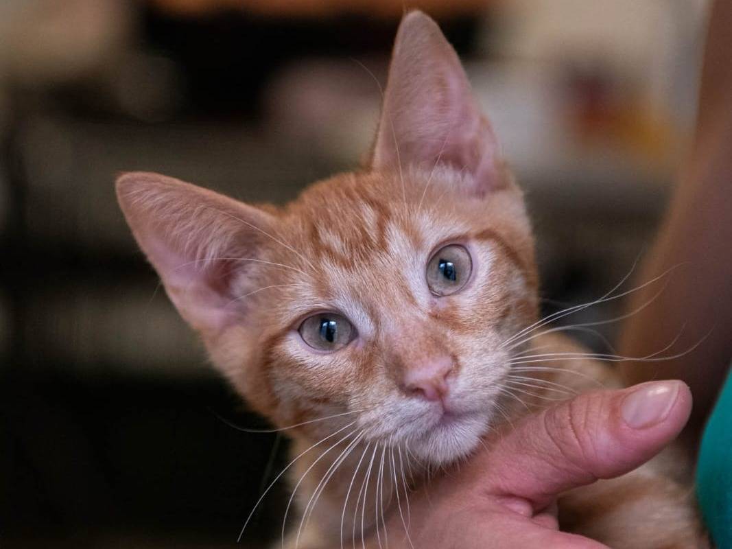 Vuoi adottare un gatto a Genova?