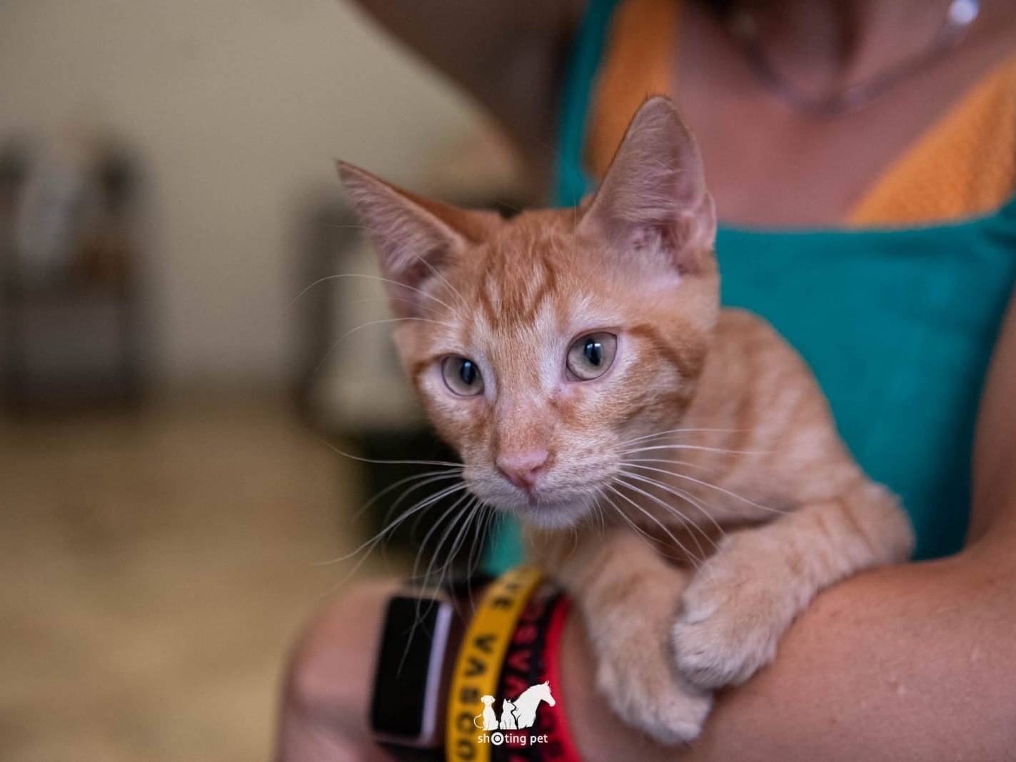 Adotta il gatto Puccini a Genova