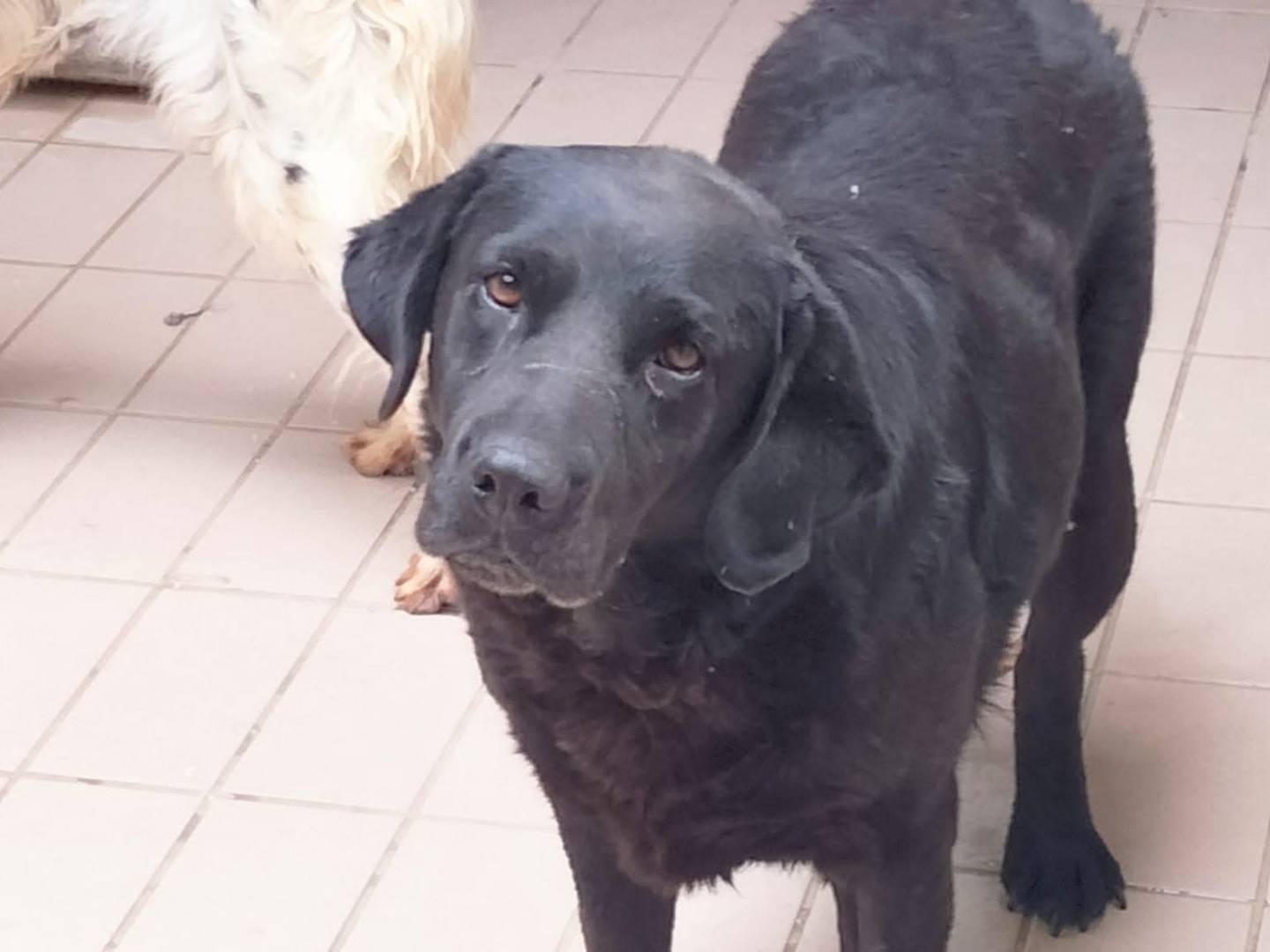 Adozione cane, femmina, Labrador Retriever Razza sconosciuta, 8 anni e 3 mesi, taglia grande, Brescia