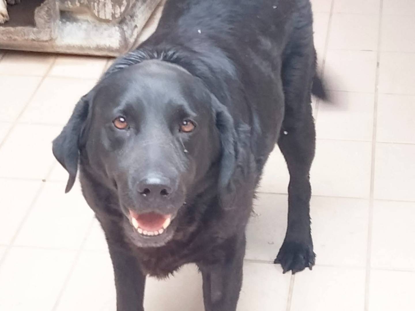 Adotta un cane, taglia grande, femmina, Brescia