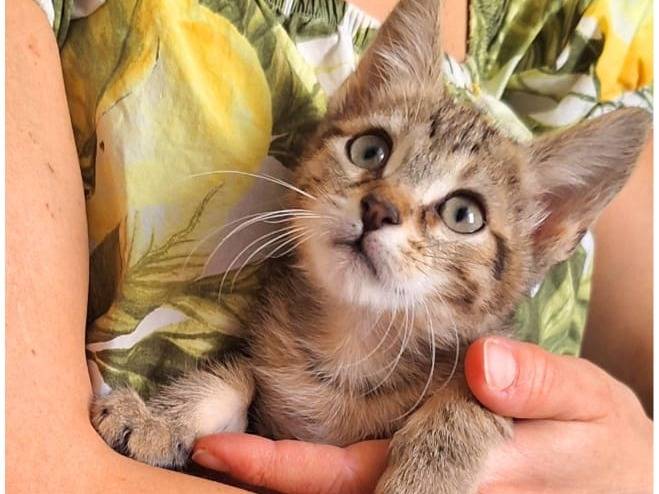 Adozione gatto, maschio, Razza sconosciuta Razza sconosciuta, 4 mesi, taglia non valida, Cremona