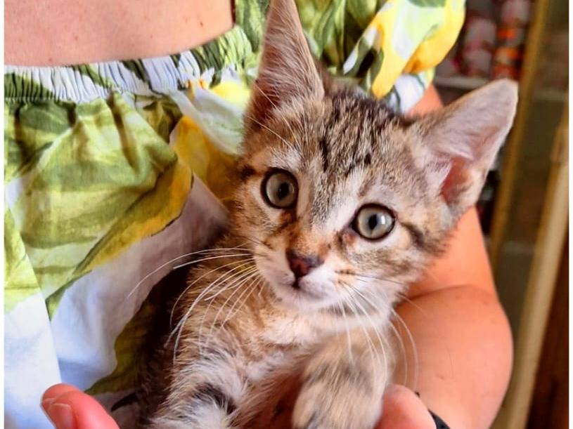 Adotta un gatto, maschio, 4 mesi, Cremona