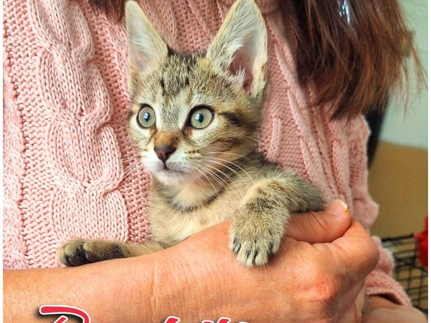 Adotta un gatto, taglia non valida, maschio, Cremona