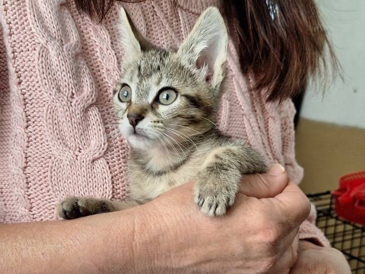 Vuoi adottare un gatto a Cremona?