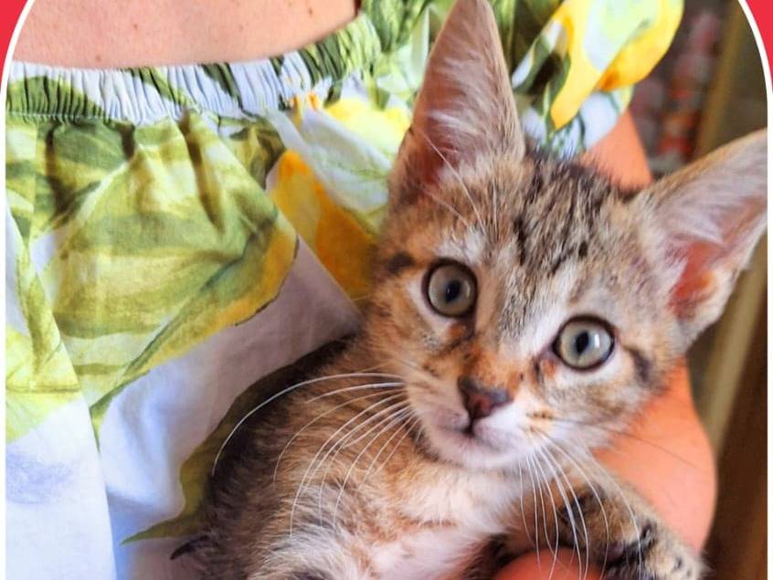 Adotta il gatto Rigoletto  a Cremona