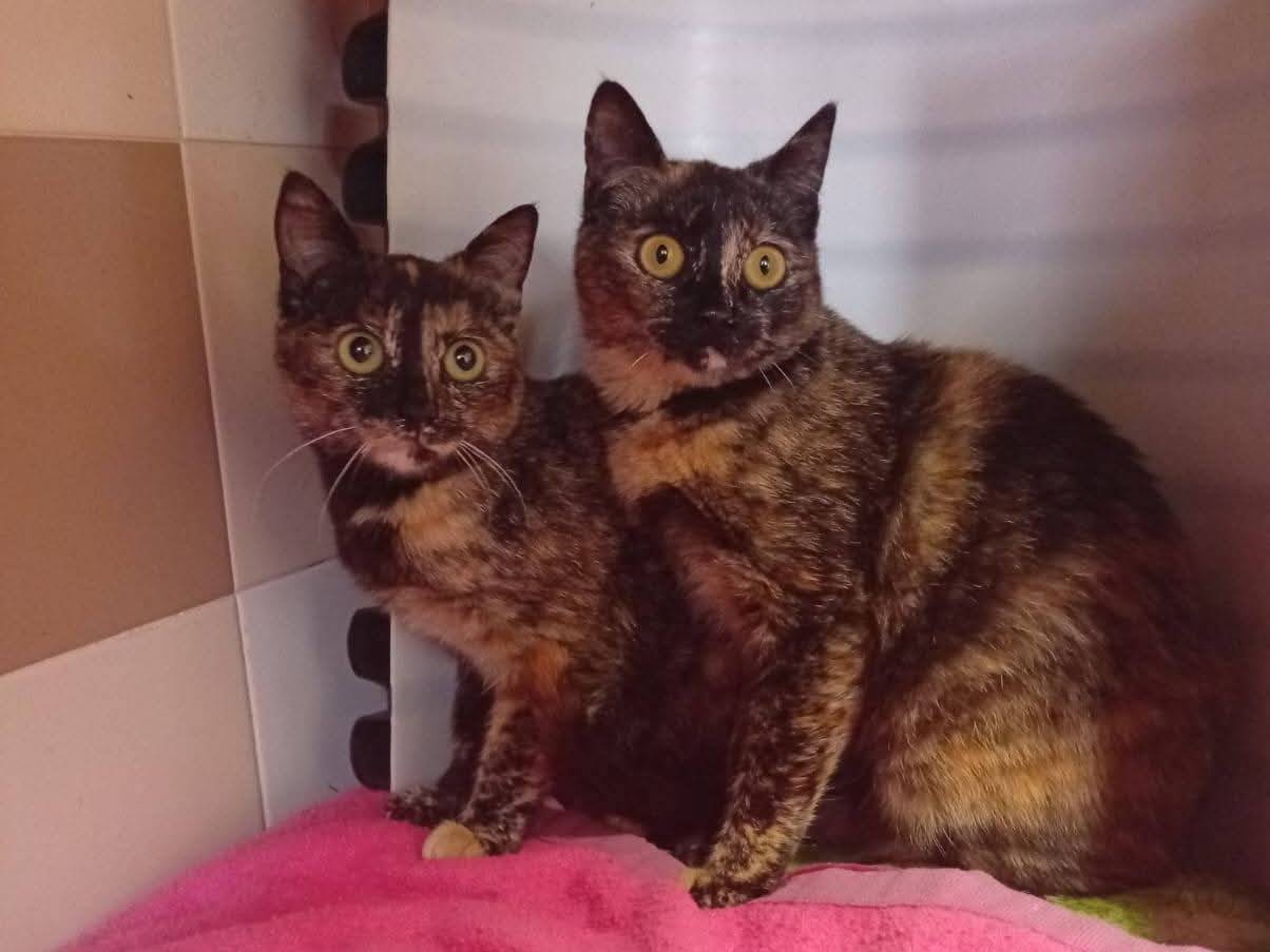 Adozione gatto, femmina, Razza sconosciuta Razza sconosciuta, 1 anno e 1 mese, taglia non valida, Brescia