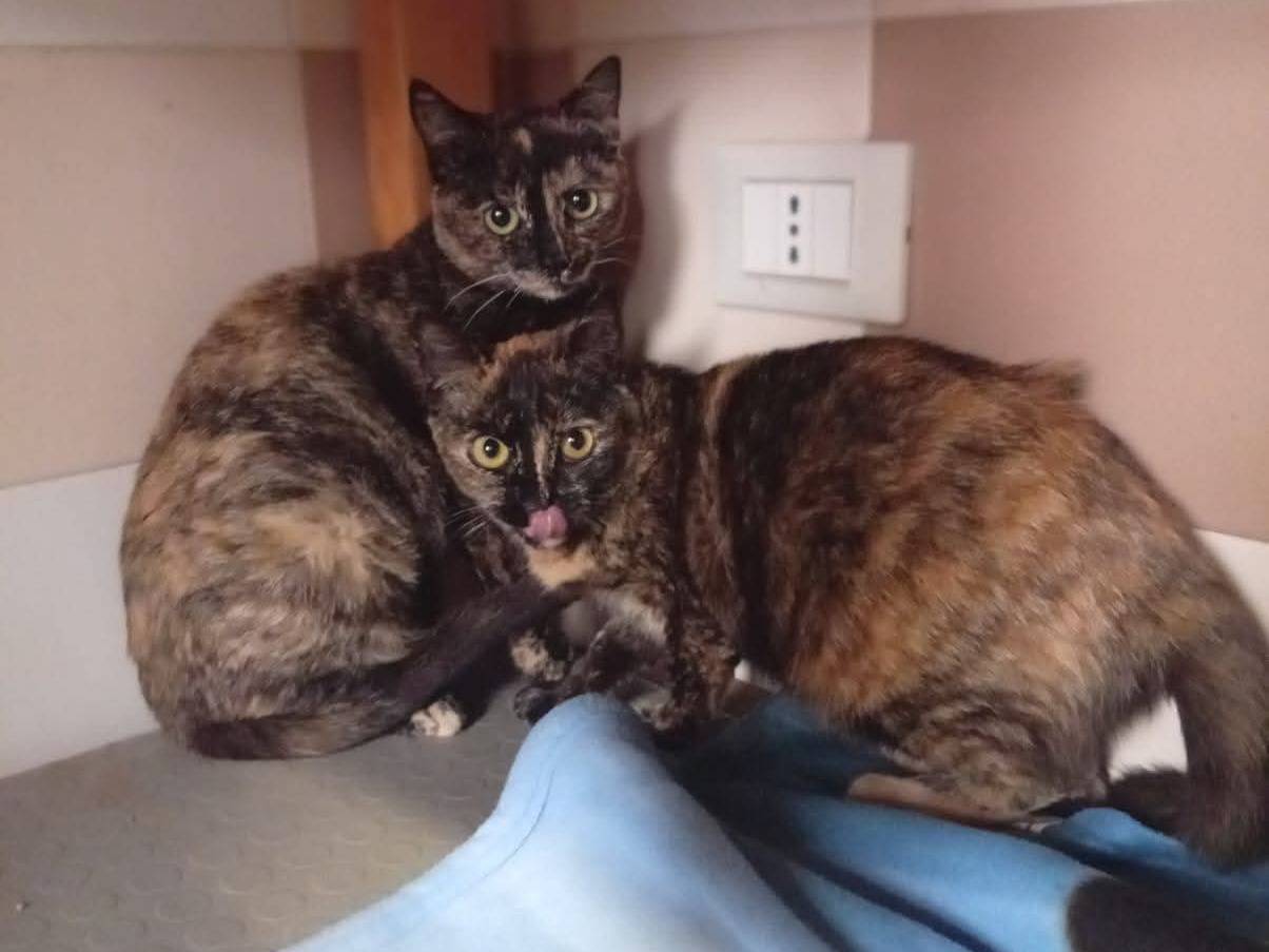 Adotta un gatto, femmina, 1 anno e 1 mese, Brescia