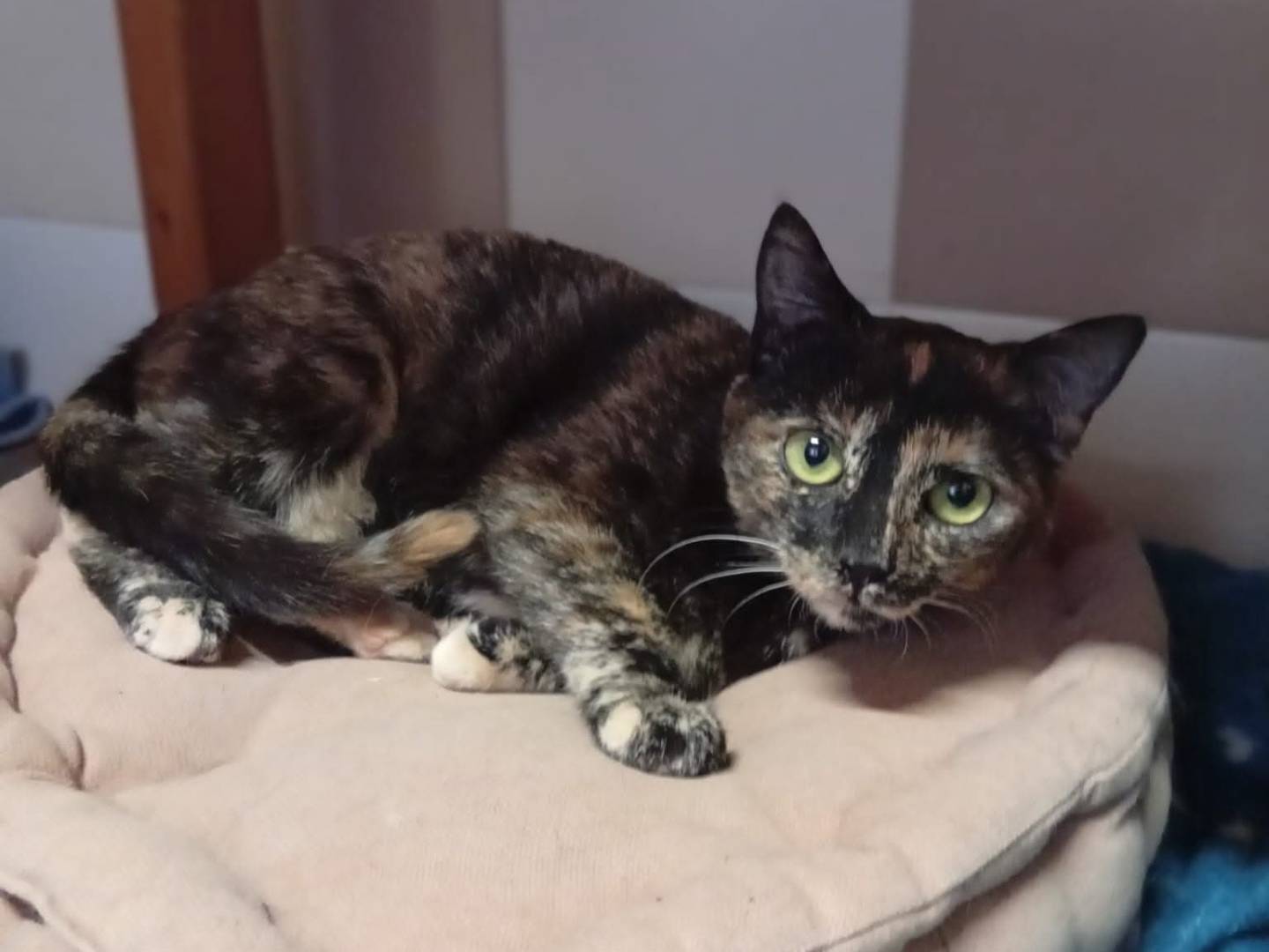 Adotta un gatto, taglia non valida, femmina, Brescia