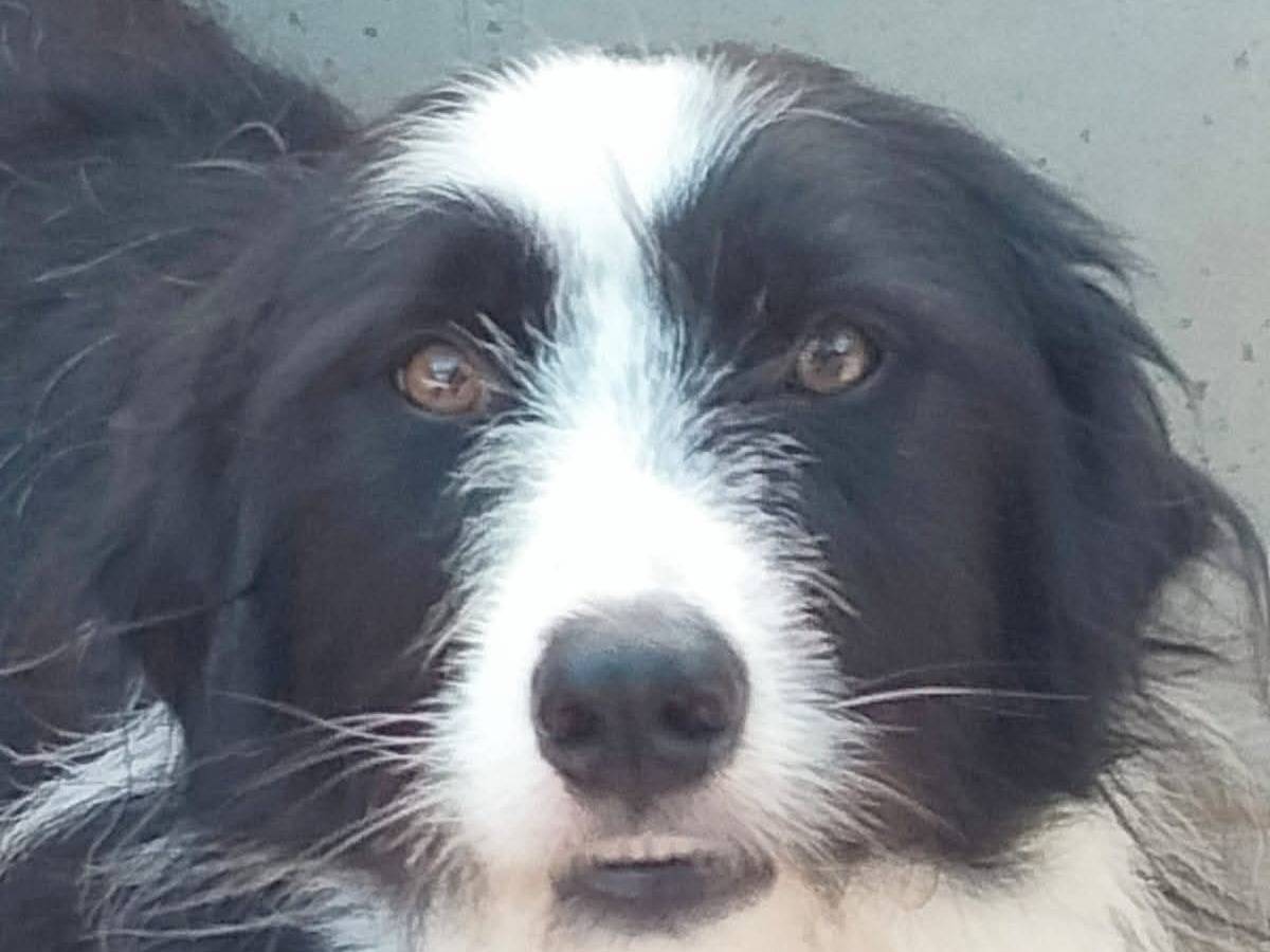 Vuoi adottare un cane a Brescia?