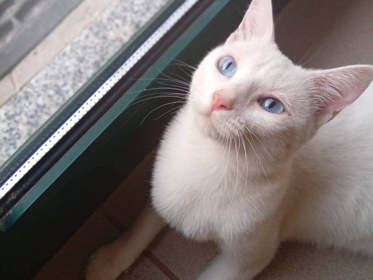 Adozione gatto, femmina, Razza sconosciuta Razza sconosciuta, 1 anno e 1 mese, taglia non valida, Brescia