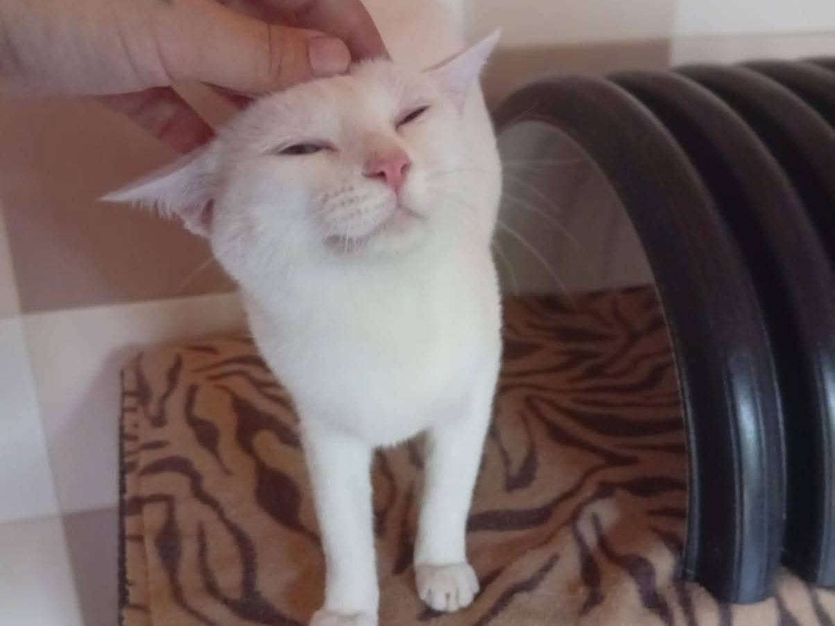 Adotta un gatto, femmina, 1 anno e 1 mese, Brescia