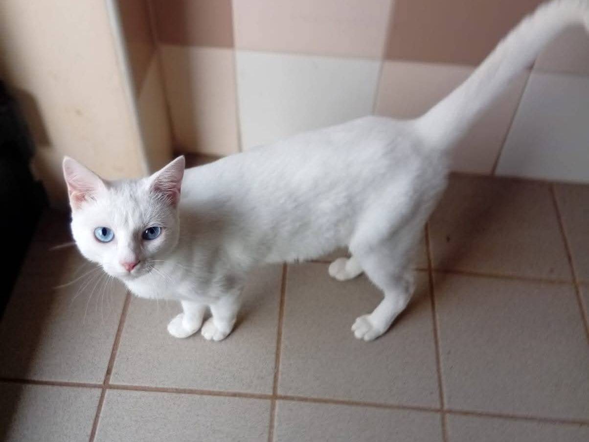 Adotta un gatto, taglia non valida, femmina, Brescia