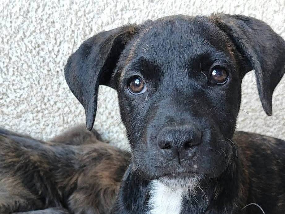 Vuoi adottare un cane a Milano?