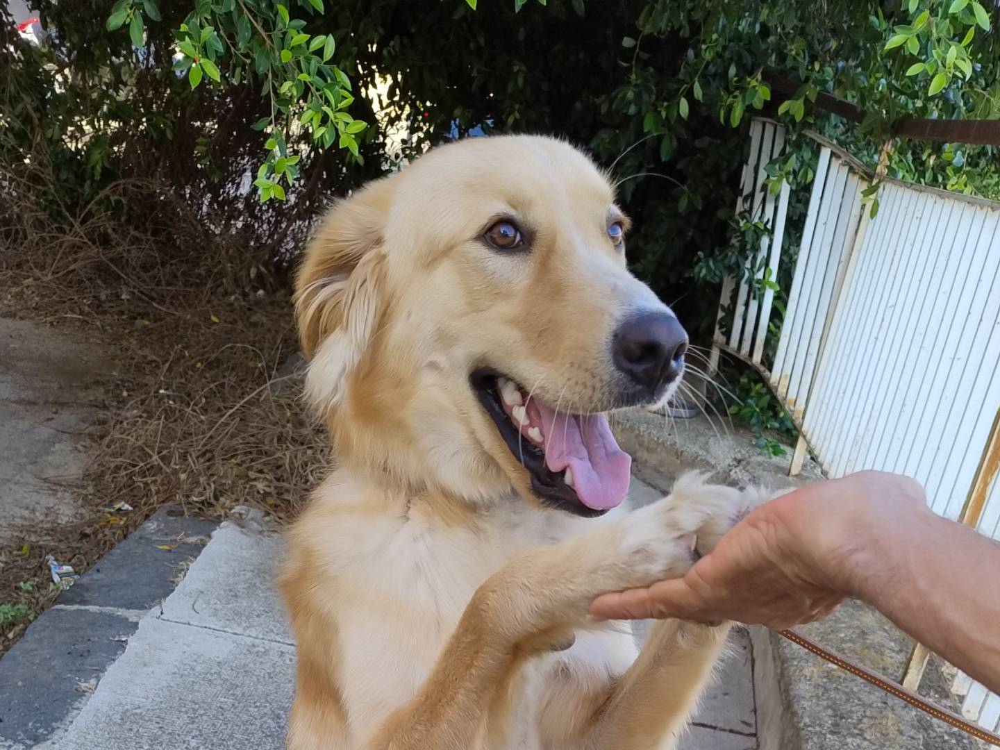 Adozione cane, maschio, Golden Retriever Razza sconosciuta, 6 mesi, taglia media, Agrigento