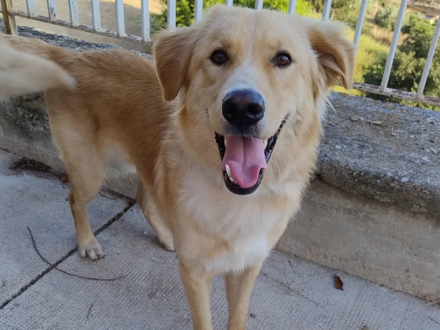 Adotta un cane, maschio, 6 mesi, Agrigento