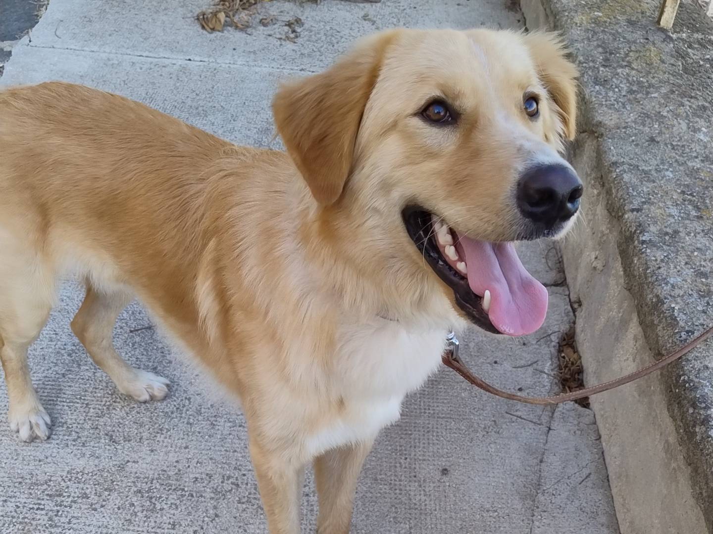 Adotta un cane, taglia media, maschio, Agrigento