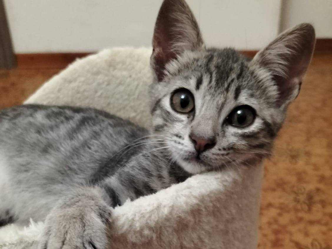 Adotta un gatto, taglia non valida, maschio, Venezia