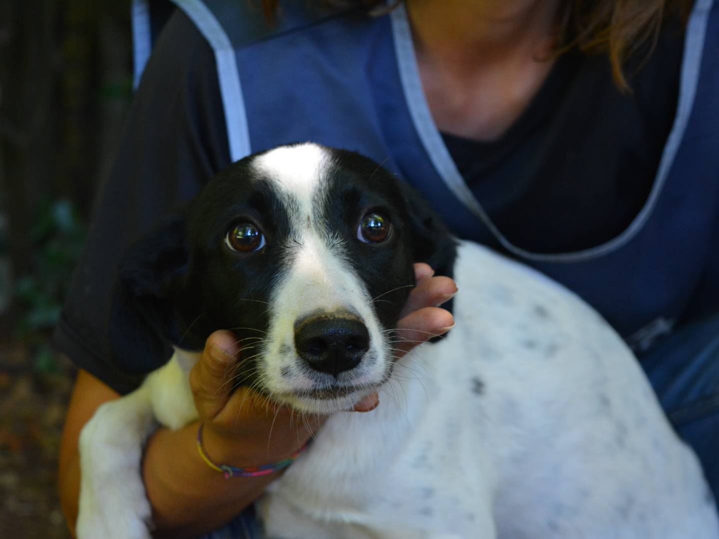 Adozione cane, femmina, Razza sconosciuta Razza sconosciuta, 4 mesi, taglia media contenuta, Roma