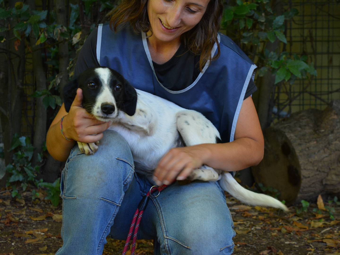 Adotta un cane, femmina, 4 mesi, Roma