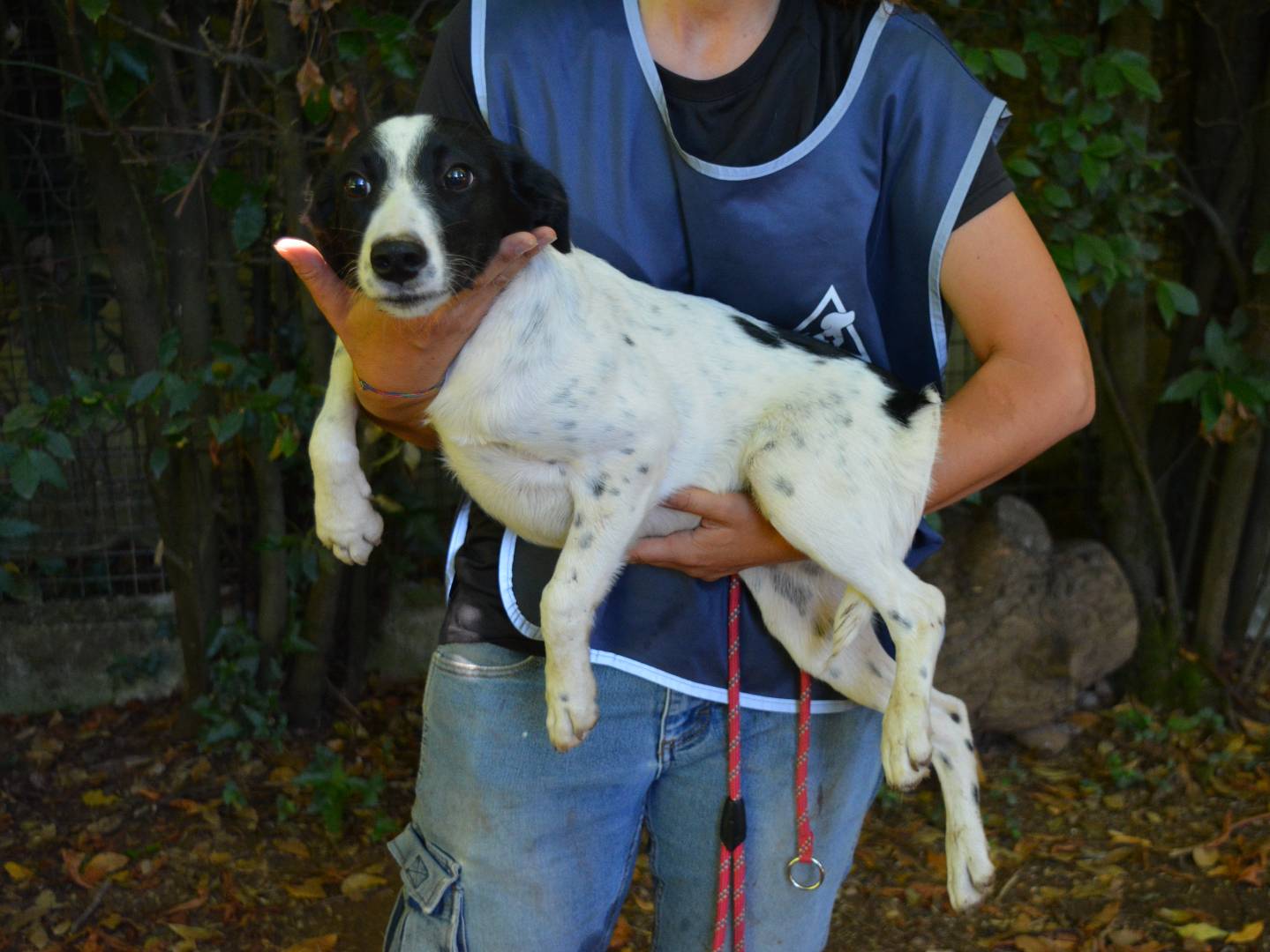 Adotta un cane, taglia media contenuta, femmina, Roma