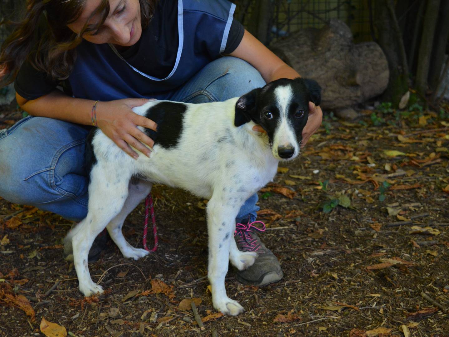 Vuoi adottare un cane a Roma?