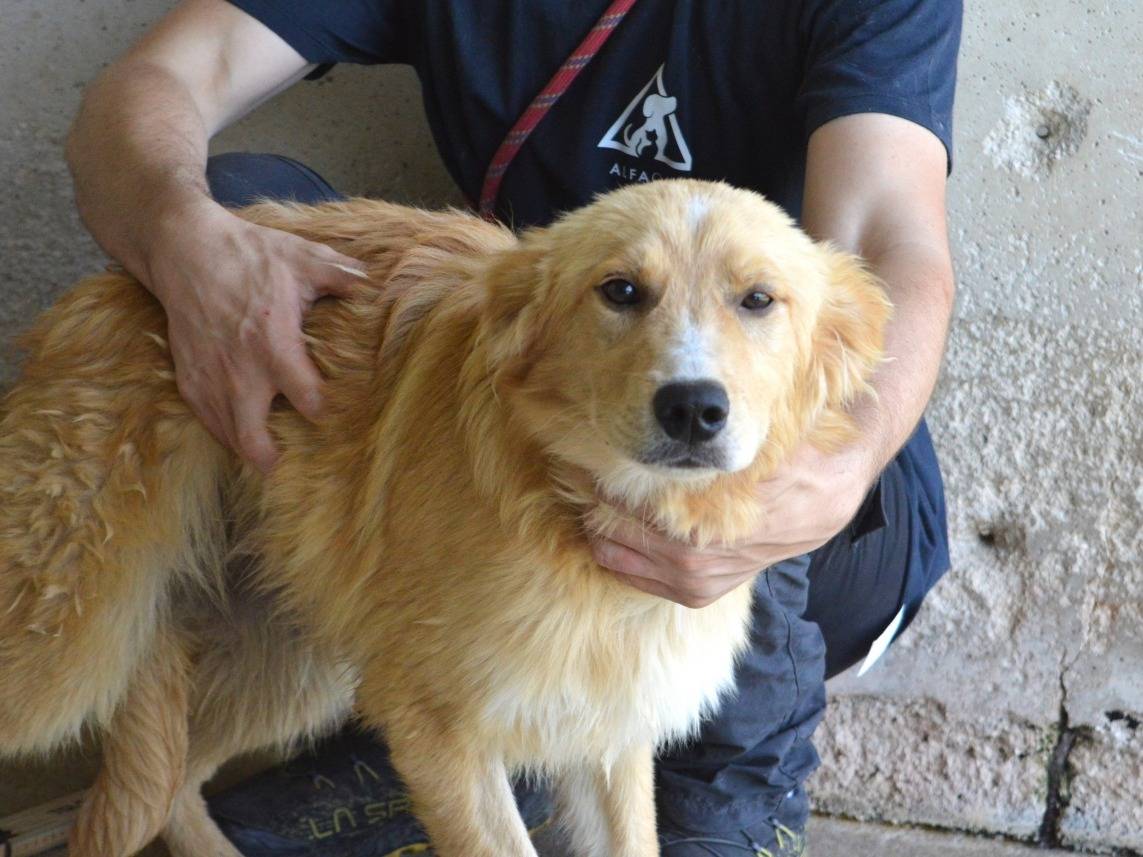Adozione cane, maschio, Razza sconosciuta Razza sconosciuta, 9 mesi, taglia media contenuta, Roma