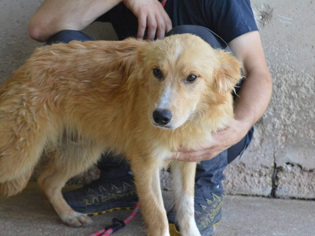 Adotta un cane, maschio, 9 mesi, Roma