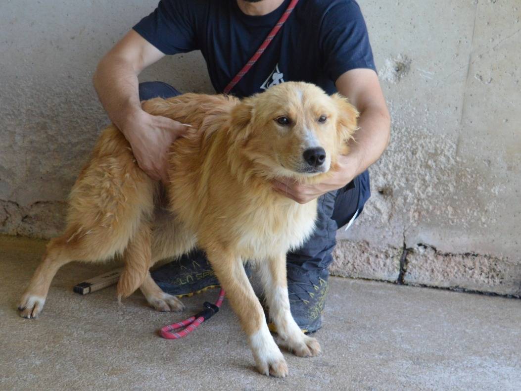Adotta un cane, taglia media contenuta, maschio, Roma