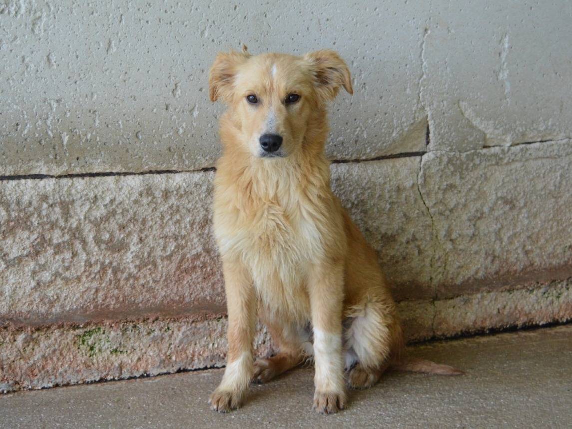 Vuoi adottare un cane a Roma?