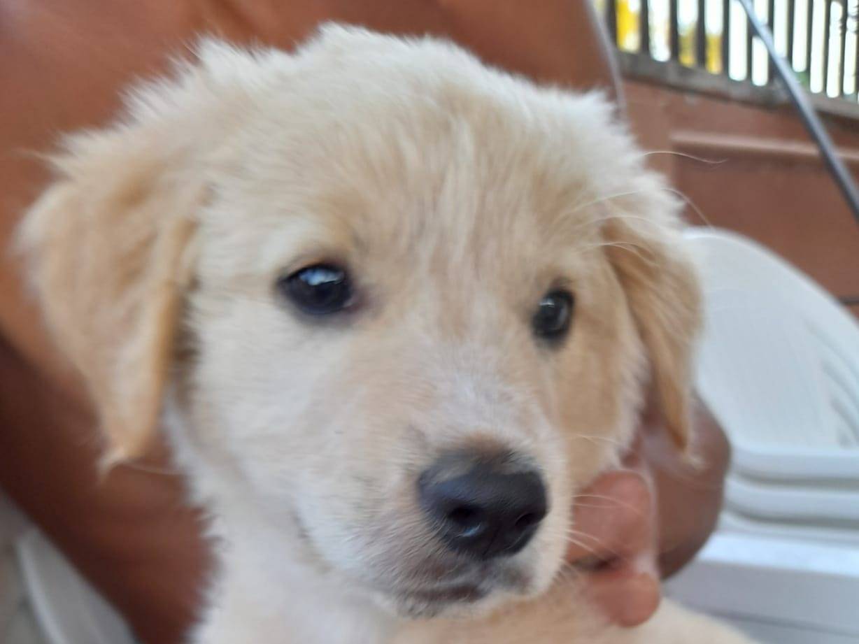 Adozione cane, femmina, Razza sconosciuta Razza sconosciuta, 3 mesi, taglia media contenuta, Roma