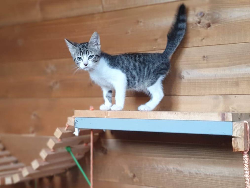 Adozione gatto, maschio, Razza sconosciuta Razza sconosciuta, 10 mesi, taglia non valida, Roma