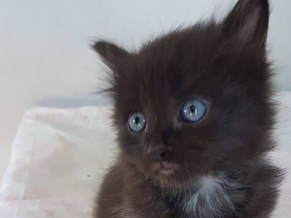 Adozione gatto, maschio, Razza sconosciuta Razza sconosciuta, 4 mesi, taglia non valida, Roma