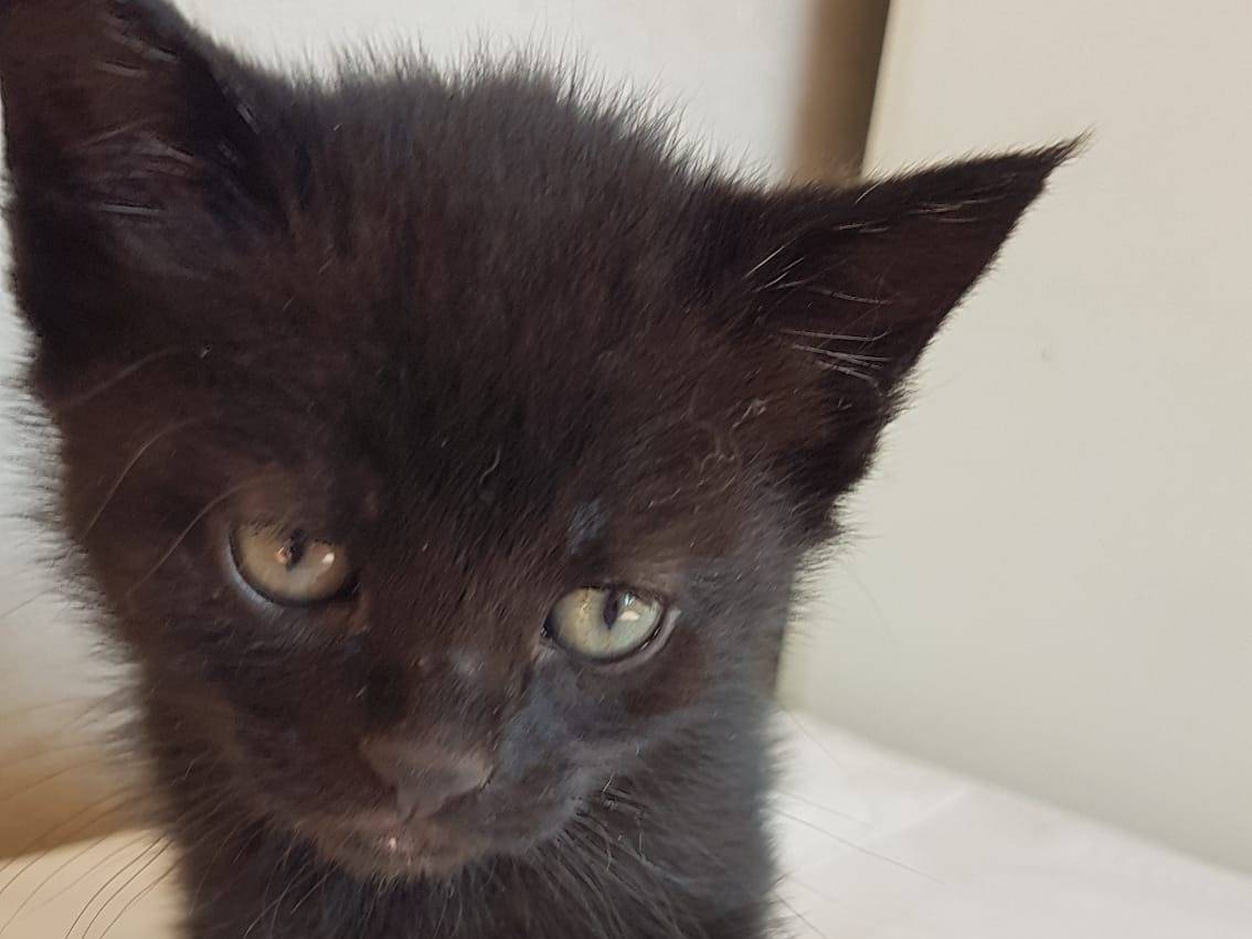 Adozione gatto, maschio, Razza sconosciuta Razza sconosciuta, 4 mesi, taglia non valida, Roma