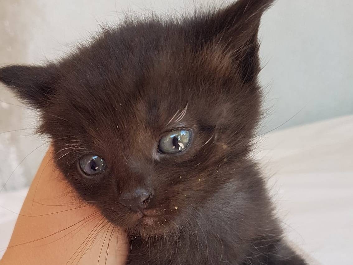Adozione gatto, femmina, Razza sconosciuta Razza sconosciuta, 5 mesi, taglia non valida, Roma