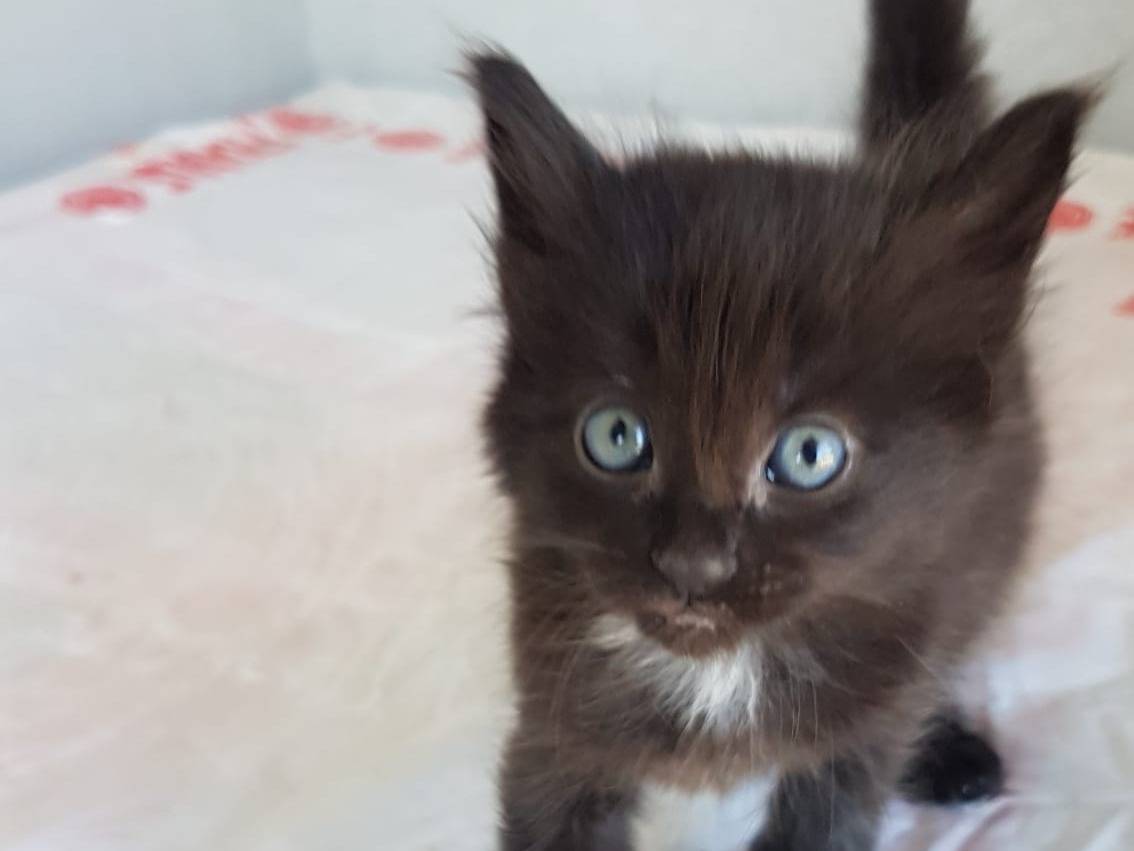 Adozione gatto, femmina, Razza sconosciuta Razza sconosciuta, 5 mesi, taglia non valida, Roma