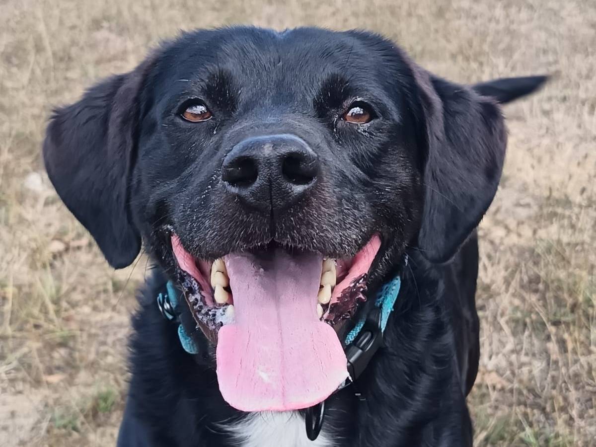 Adozione cane, maschio, Labrador Retriever Razza sconosciuta, 4 anni e 6 mesi, taglia grande, Pisa