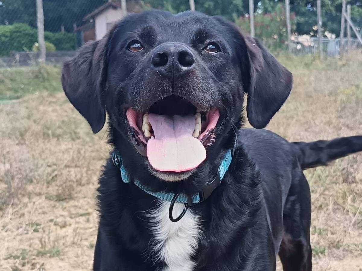 Adotta un cane, maschio, 4 anni e 6 mesi, Pisa