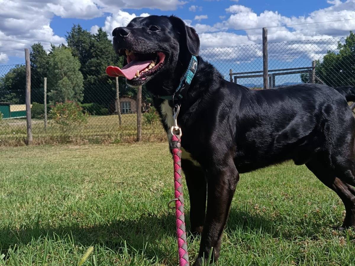Adotta un cane, taglia grande, maschio, Pisa