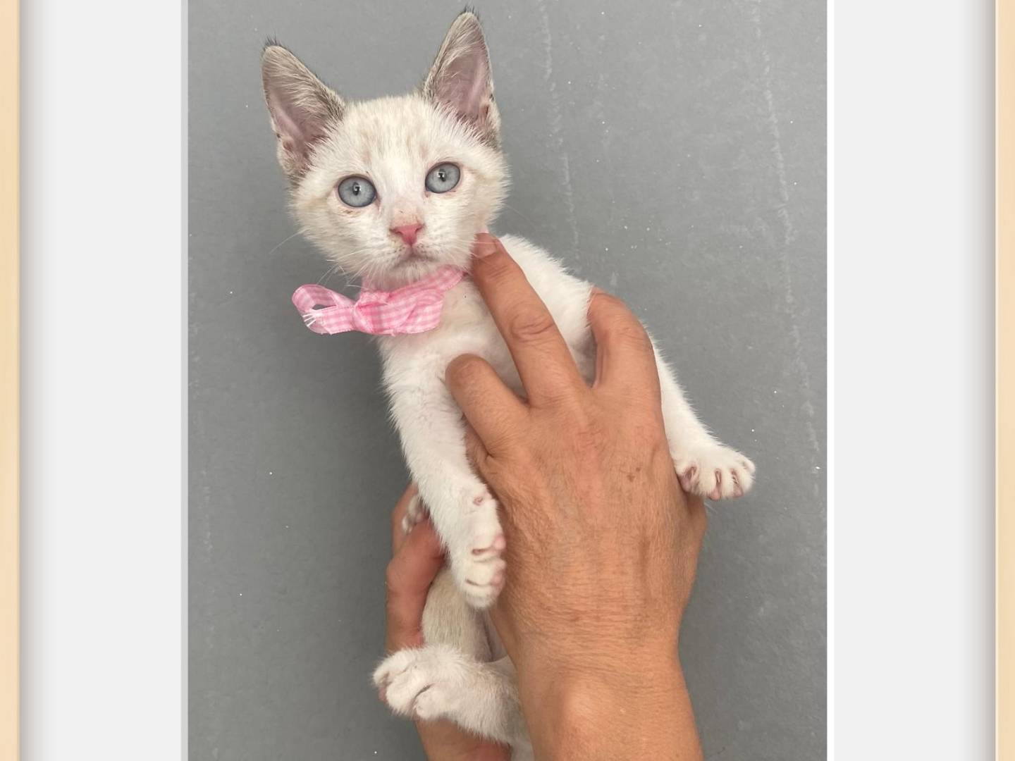 Adotta un gatto, taglia non valida, maschio, Torino