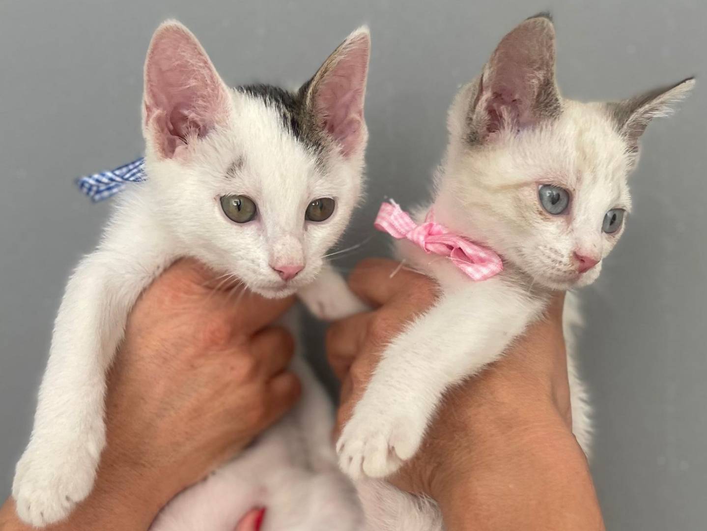 Adotta un gatto, maschio, 2 mesi, Torino