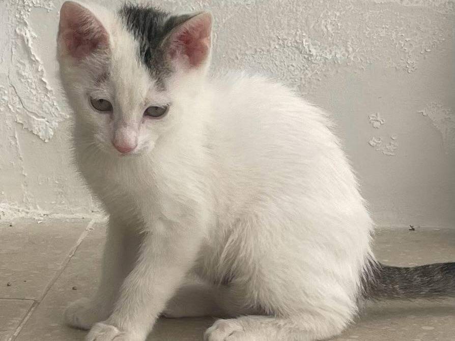 Vuoi adottare un gatto a Torino?