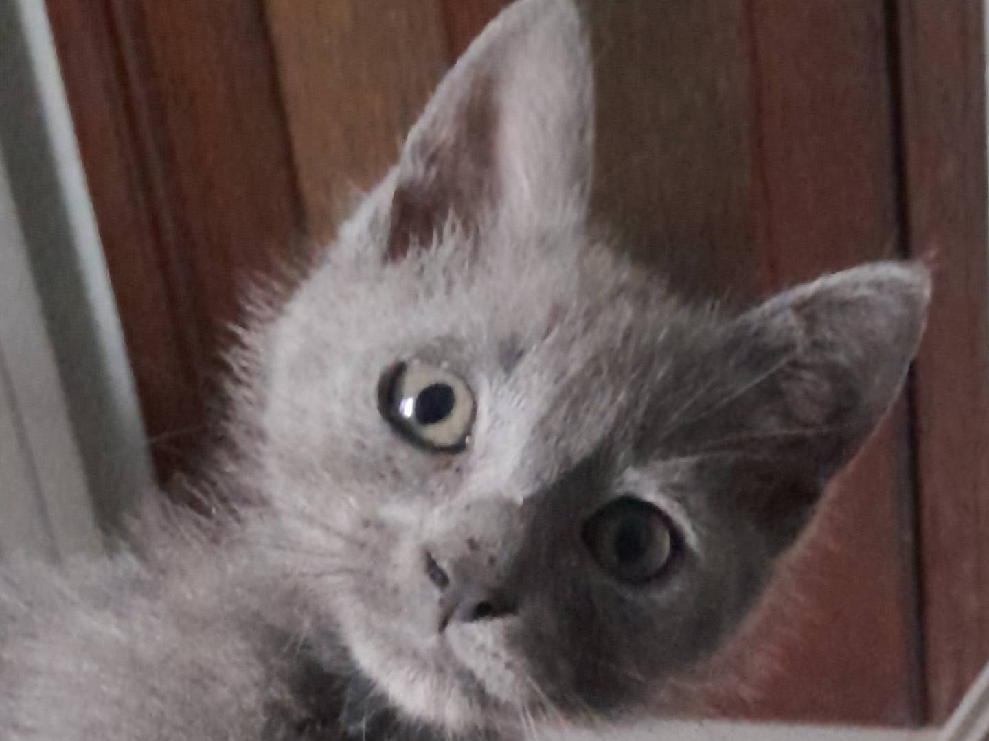 Adozione gatto, femmina, Razza sconosciuta Razza sconosciuta, 2 mesi, taglia non valida, Caserta