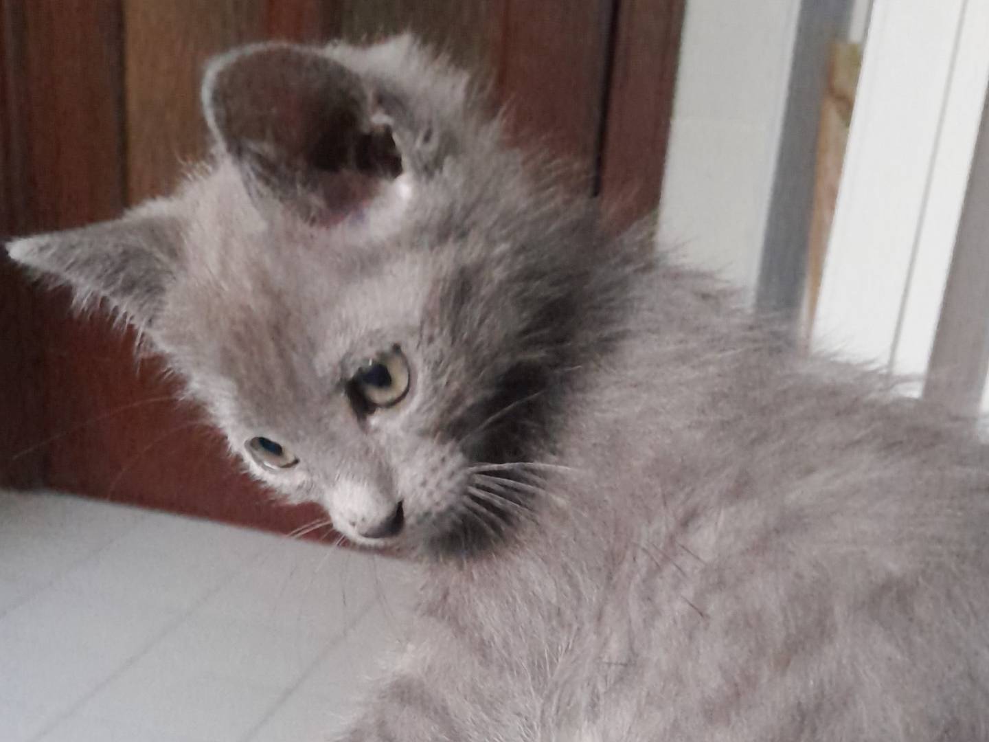 Adotta un gatto, femmina, 2 mesi, Caserta