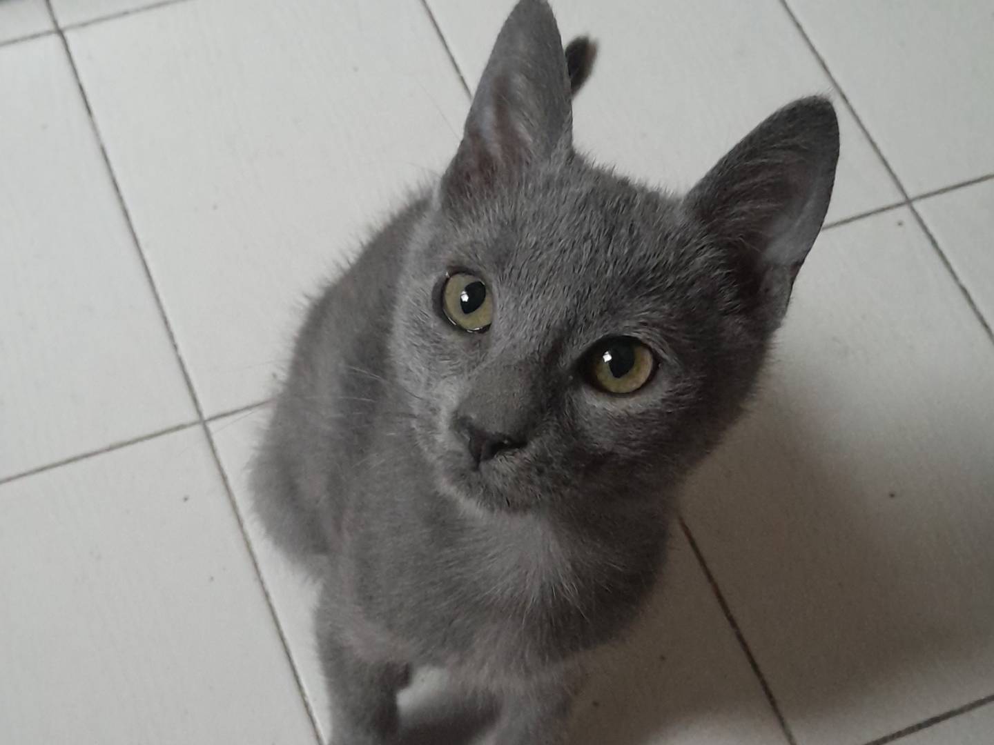 Vuoi adottare un gatto a Caserta?