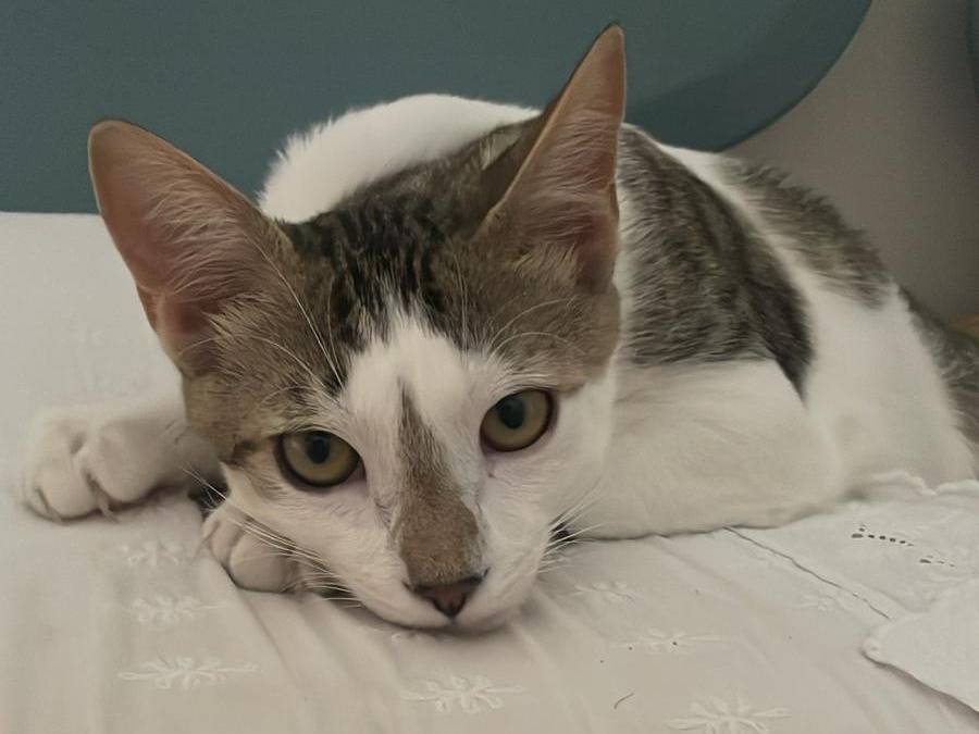 Foto 3 dell'animale