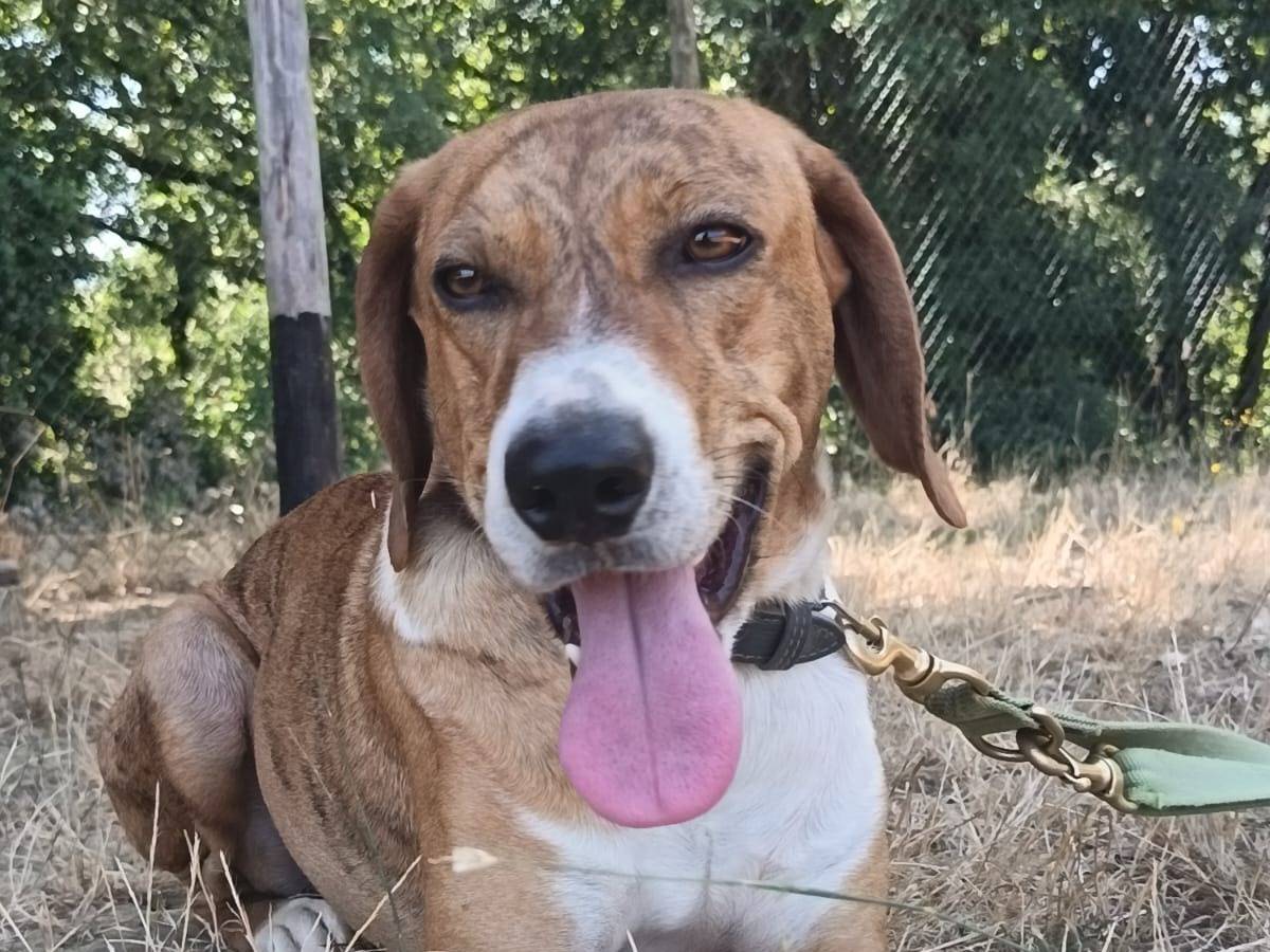 Adozione cane, maschio, Segugio Razza sconosciuta, 10 mesi, taglia media contenuta, Pisa