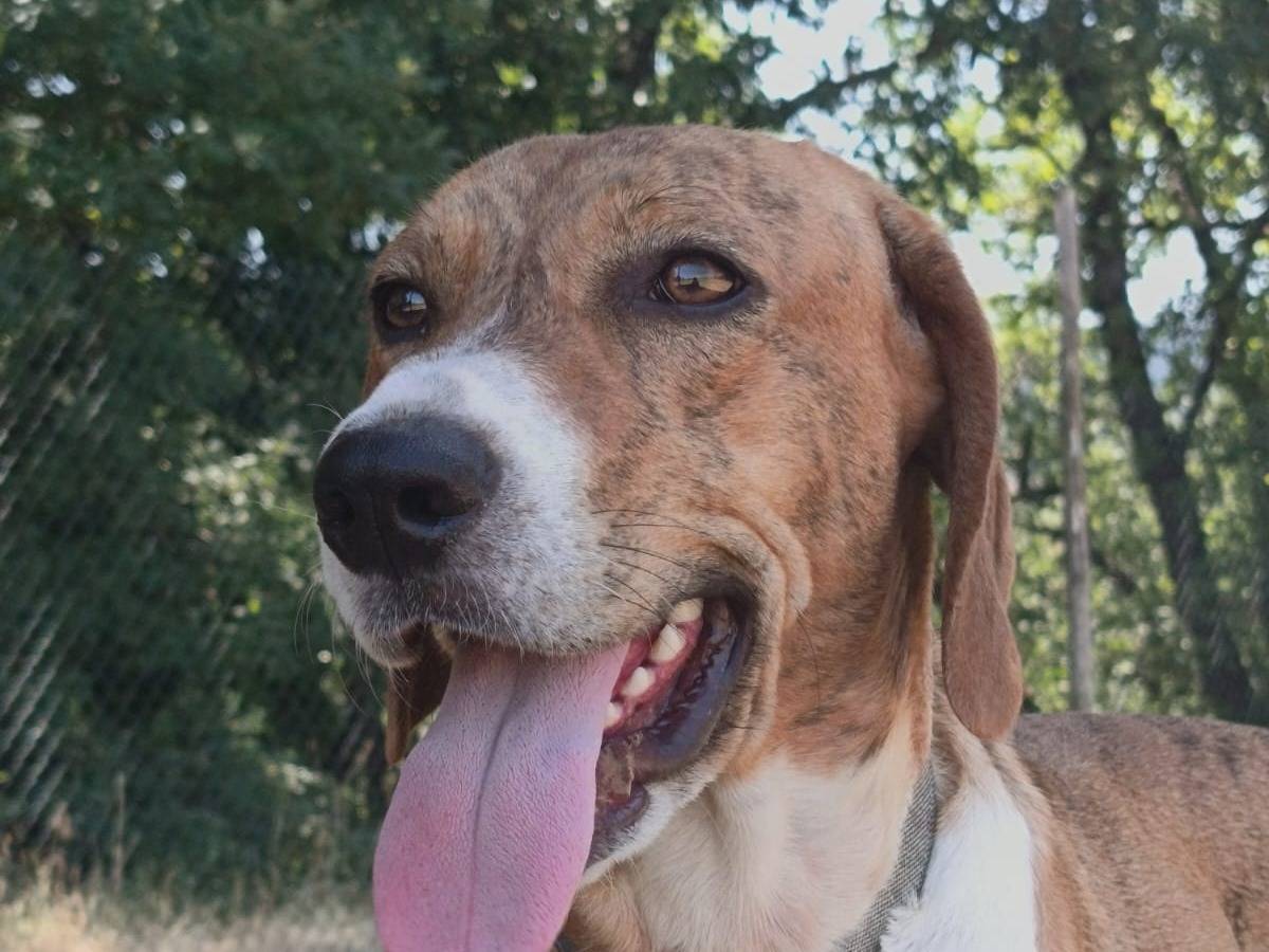 Adotta un cane, maschio, 10 mesi, Pisa