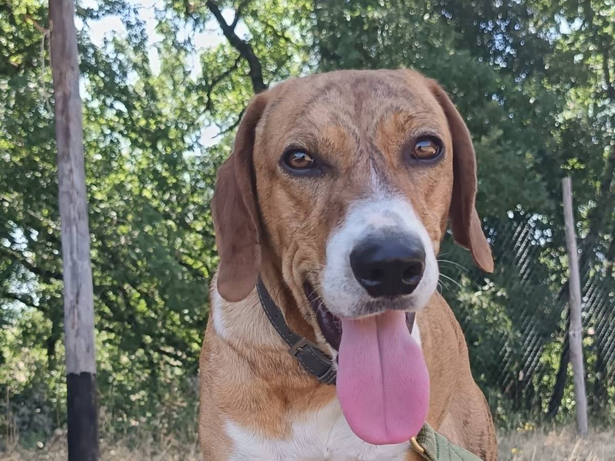 Adotta un cane, taglia media contenuta, maschio, Pisa
