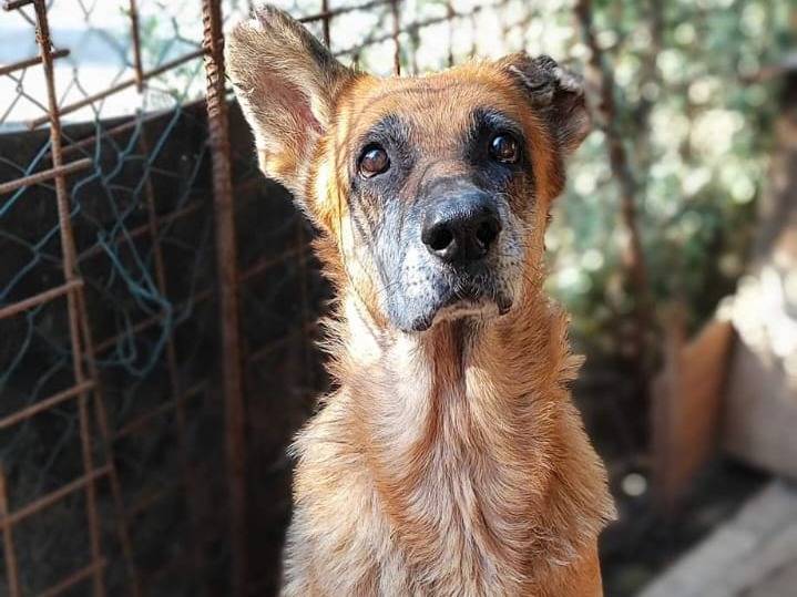 Adozione cane, femmina, Pastore tedesco Razza sconosciuta, 13 anni e 4 mesi, taglia grande, Como